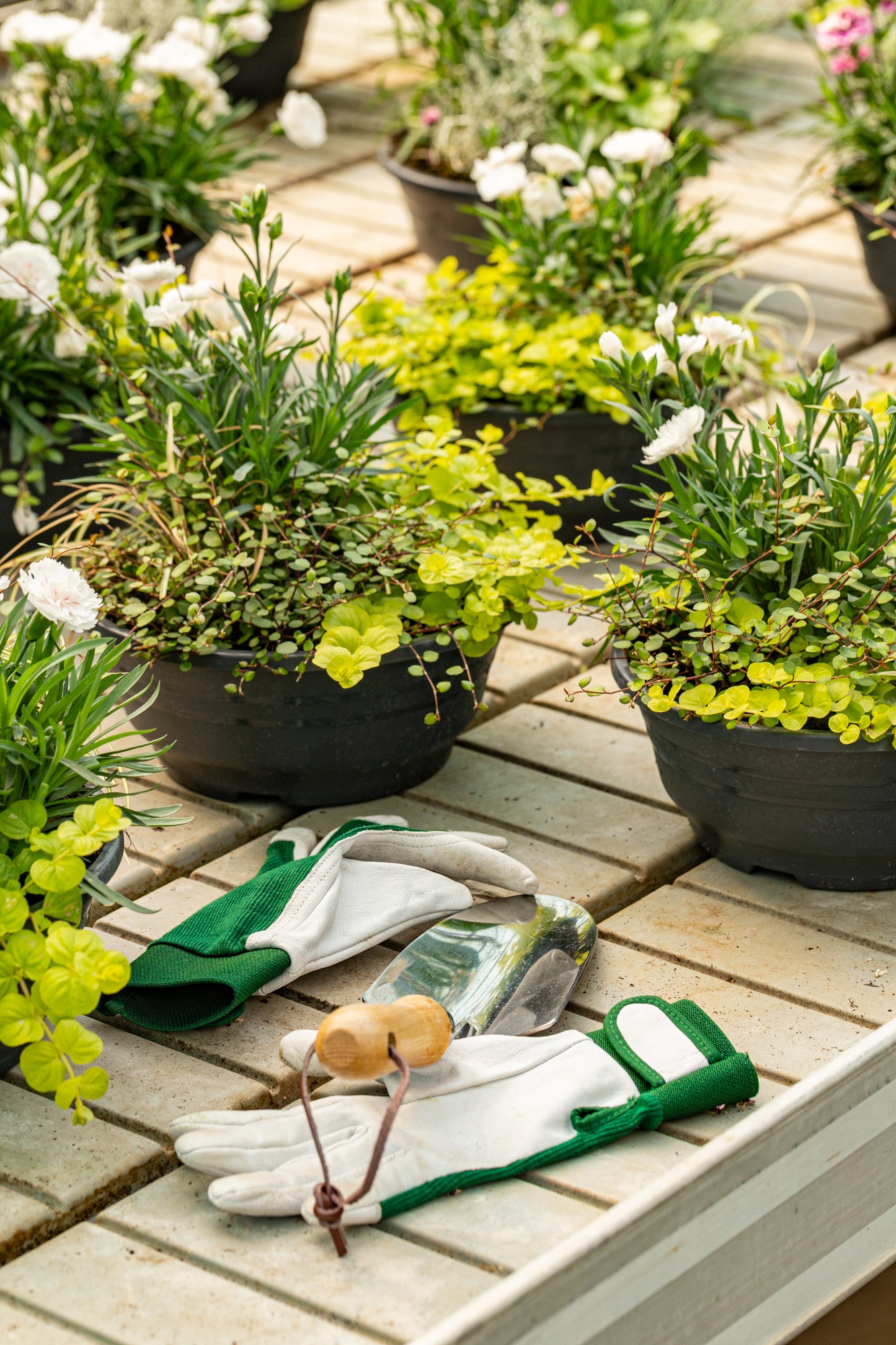 Small decoration plants in pot