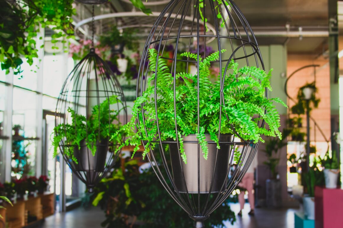 fern in hanging planters, interior design details