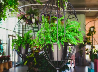 fern in hanging planters, interior design details