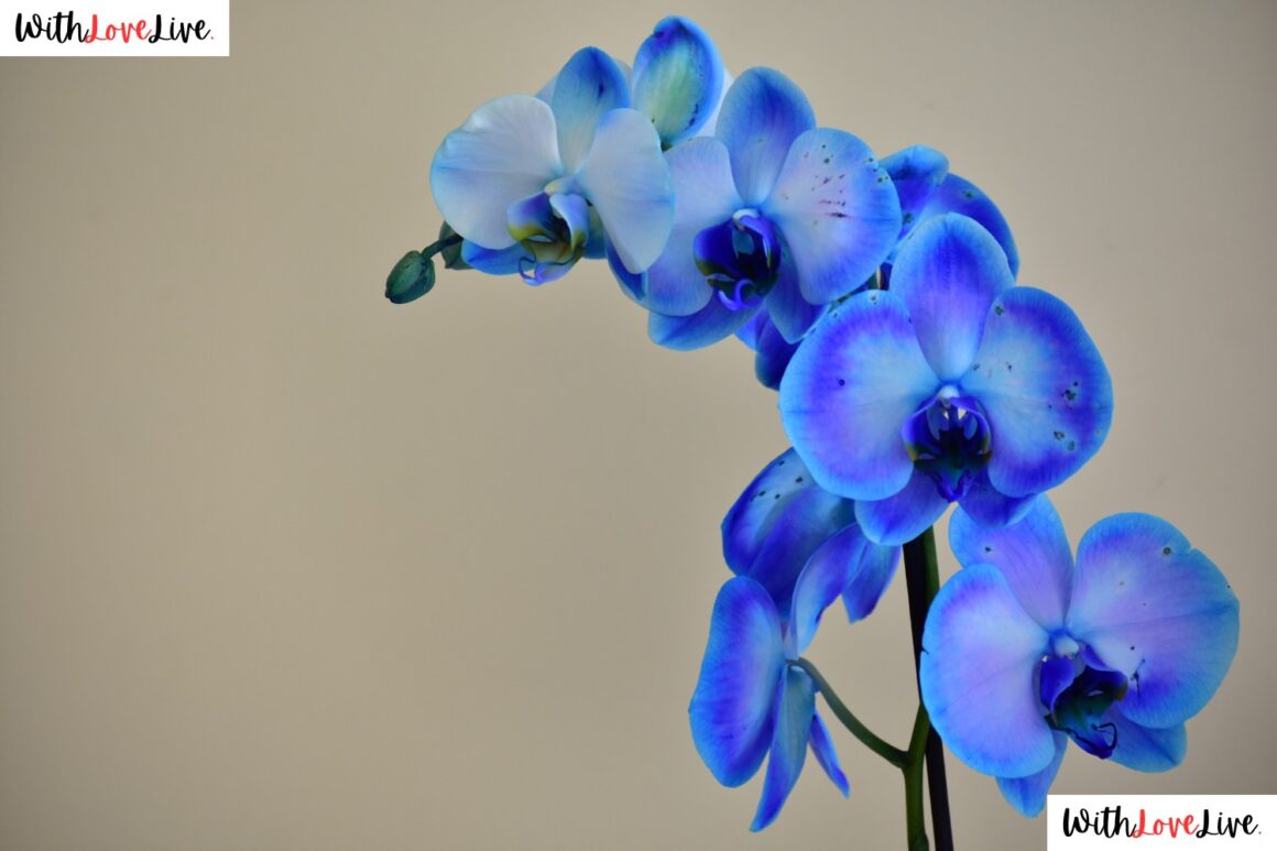 royal blue centrepiece