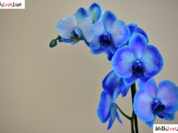 royal blue centrepiece