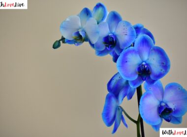royal blue centrepiece