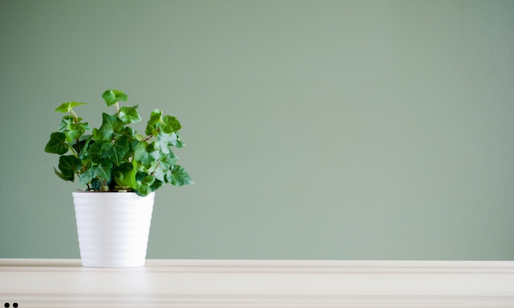 Desk Plant or Succulent