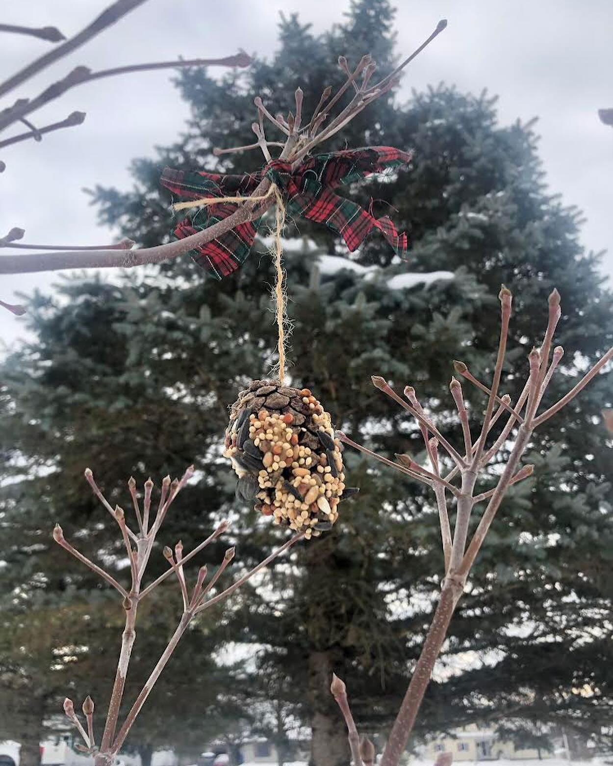 Pinecone Bird Feeders