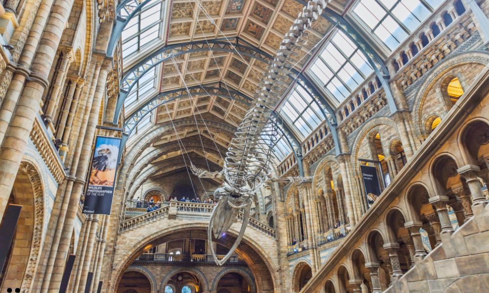 The Natural History Museum