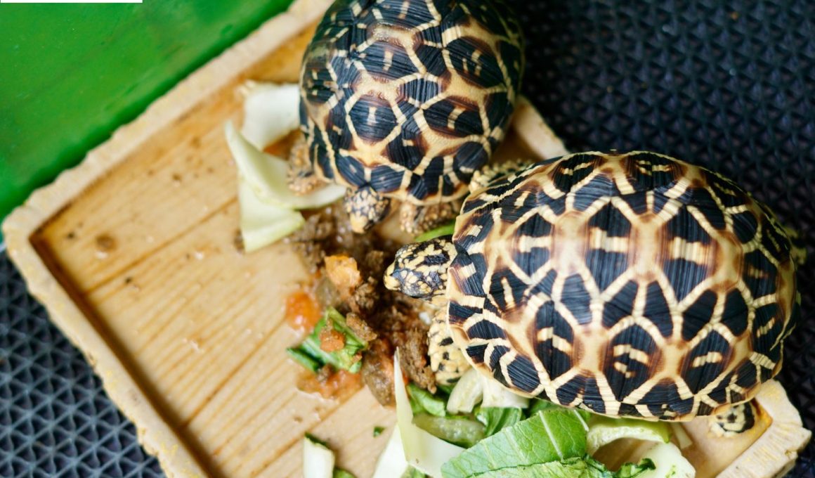 Cute Ceramic Turtle Painting