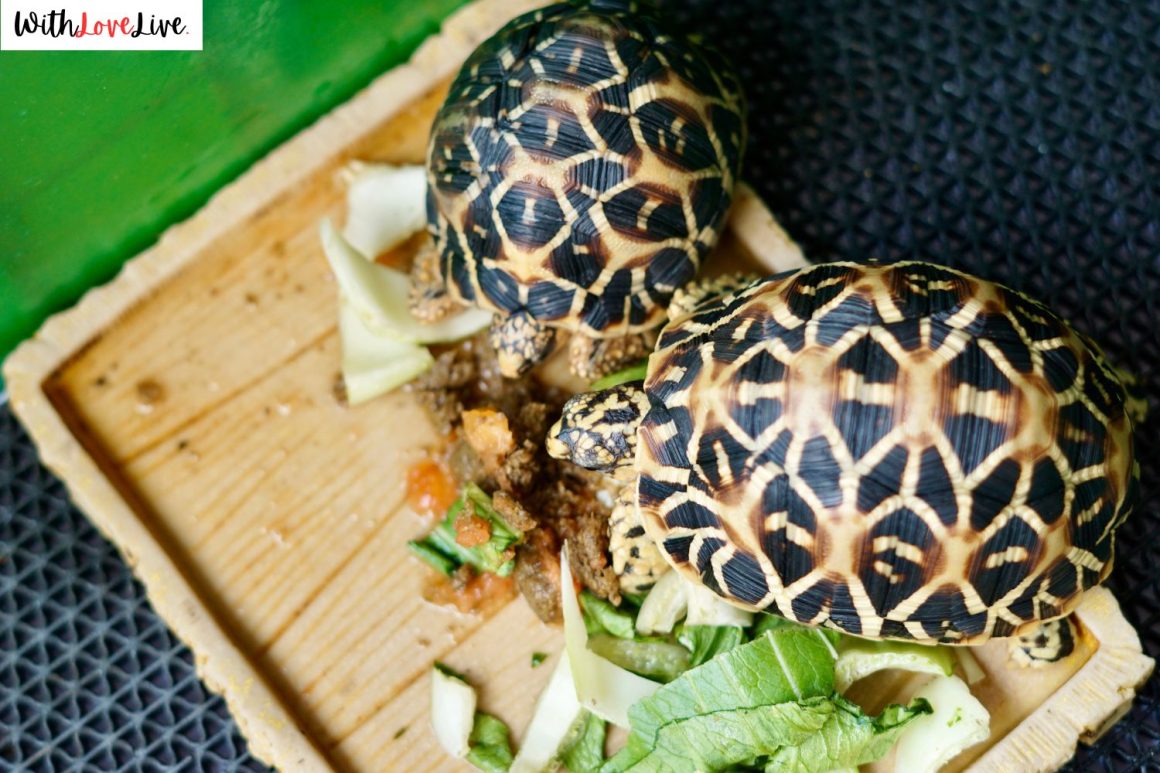 Cute Ceramic Turtle Painting