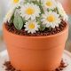 Cute Flower Pot Cake Ideas